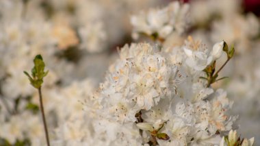 Bahçede beyaz kiraz çiçeklerinin yakın plan çekimi.