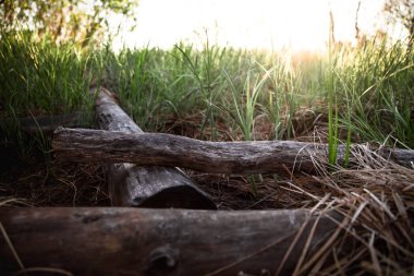 Gün batımında çimenlerdeki odunların yakın plan çekimi.