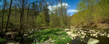 Yeşil ağaçlar ve bitkilerle kaplı kayalık kıyılarından akan bir nehrin manzarası.