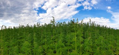 Bulutlu bir günde bulutlu mavi bir gökyüzünün altında yeşil açık bir arazinin manzarası.