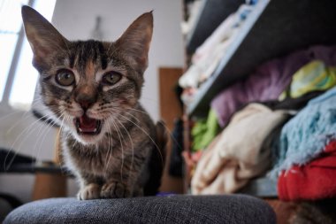 Çığlık atan gri bir kedi yavrusunun yakın çekimi.