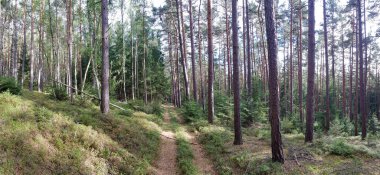 Bulutlu bir gökyüzünün altındaki doğal manzara manzarasına bir göz atın.