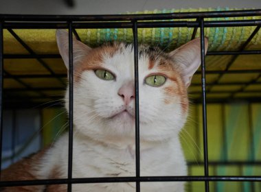 Kafesteki bir kedinin portresi