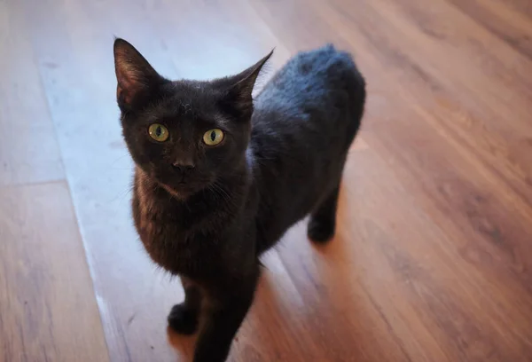 Eine Nahaufnahme Der Schwarzen Katze Mit Gelben Augen Die Auf — Stockfoto