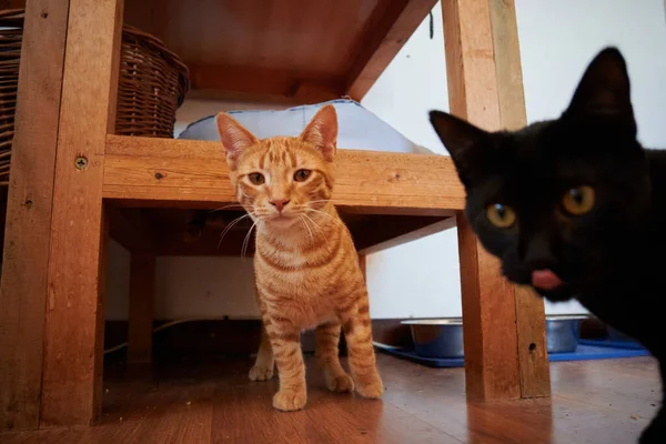 Hermoso Tiro Rojo Tabby Negro Taquigrafía Gatos Caminando Suelo Debajo — Foto de Stock