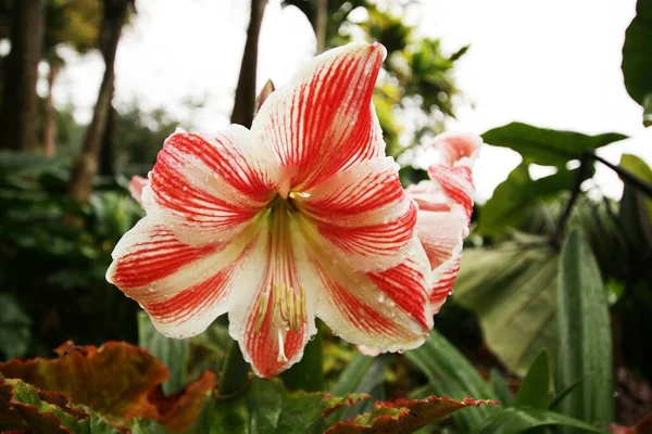 Közelkép Egy Vörös Fehér Virágról Madeira Botanikus Kertjében Funchal Portugália — Stock Fotó