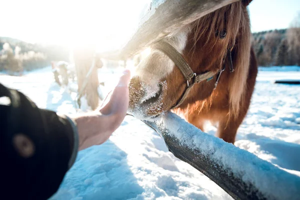冬の日差しの中で茶色の馬を愛撫する手のクローズアップ肖像画 — ストック写真