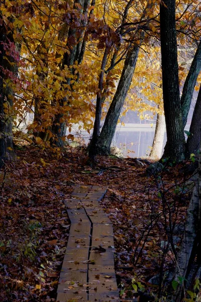 Eine Schöne Aufnahme Eines Weges Durch Waldbäume Einem Sonnigen Tag — Stockfoto