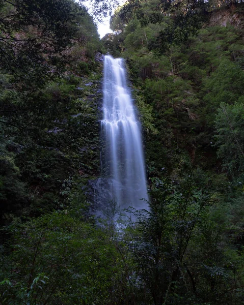 Beautiful Vertical Shot Flowing Cascade Trees Bushes — Stock Photo, Image