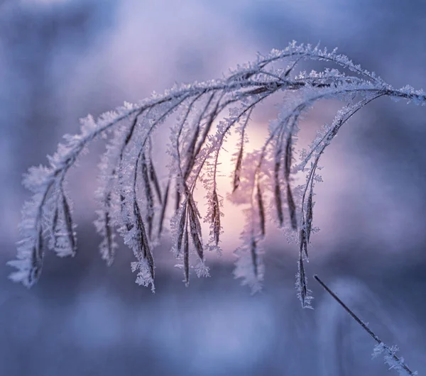Detailní Záběr Zmrzlé Trávy Pokryté Bílým Sněhem Zimě — Stock fotografie