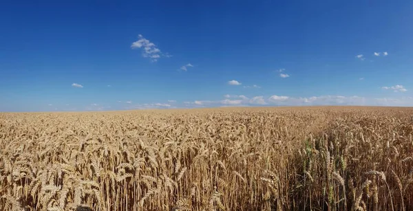 Uma Paisagem Campo Milho Seco Sob Céu Azul — Fotografia de Stock