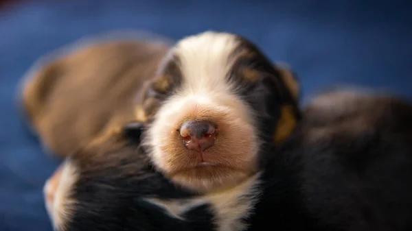 青い枕の上で眠っている2匹のアメリカのスタッフォードシャー テリアの犬のクローズアップショット — ストック写真