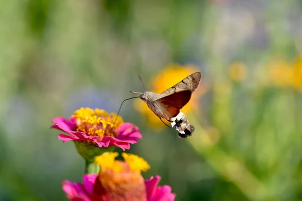Kolibri Sólyom Moly Táplálkozik Egy Virág Tavasszal — Stock Fotó
