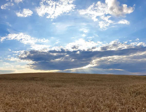 晴れた日の畑の美しい景色 — ストック写真