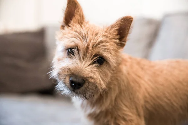 Close Norwich Terrier — Fotografia de Stock