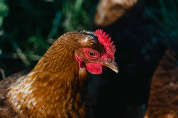 Penutup Dari Ayam Melihat Bawah — Stok Foto