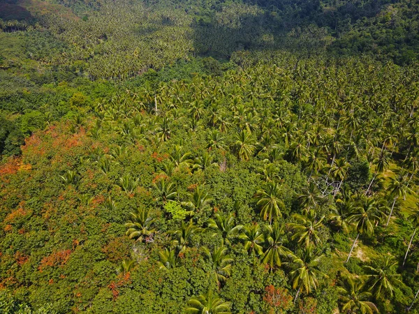 タイの晴れた日に熱帯雨林の美しい緑の森の空中写真 — ストック写真