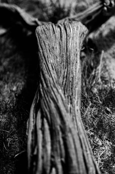 Primer Plano Árbol Bosque — Foto de Stock