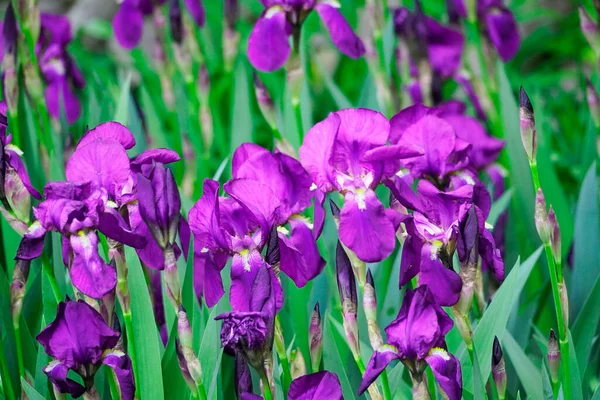 Sebuah Foto Bunga Iris Siberia Ungu Mekar Taman — Stok Foto