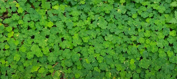 Close Top Shot Many Four Leaf Clovers Perfect Pattern — Stock Photo, Image