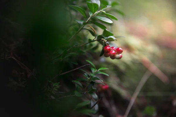 Closeup Shot Cowberry Bunch Blurry Background — Stock Photo, Image