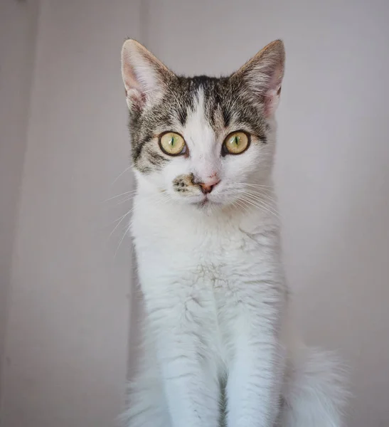 カメラを見ている二色の猫の垂直クローズアップ — ストック写真