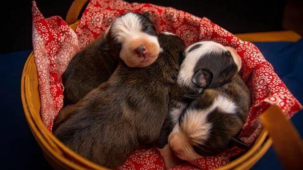 Plano Vista Superior Perros Staffordshire Terrier Americanos Durmiendo Una Cama — Foto de Stock