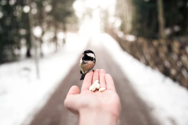 Close Shot Coal Tit Sitting Person Hand — 스톡 사진