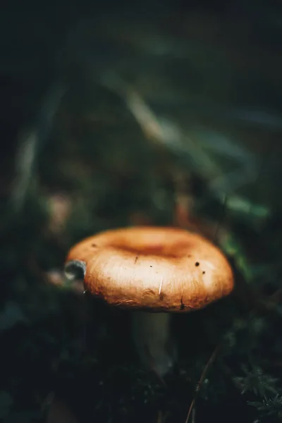 Foco Seletivo Vertical Pequeno Cogumelo Selvagem Chão Uma Floresta Fundo — Fotografia de Stock