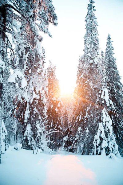 Una Hermosa Toma Bosque Cubierto Nieve Durante Puesta Del Sol —  Fotos de Stock