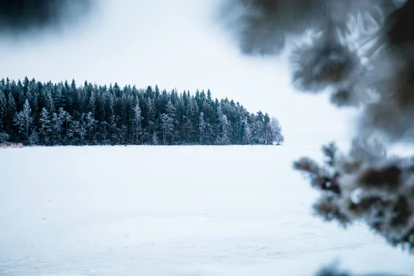 Прекрасный Вид Покрытый Снегом Лес — стоковое фото