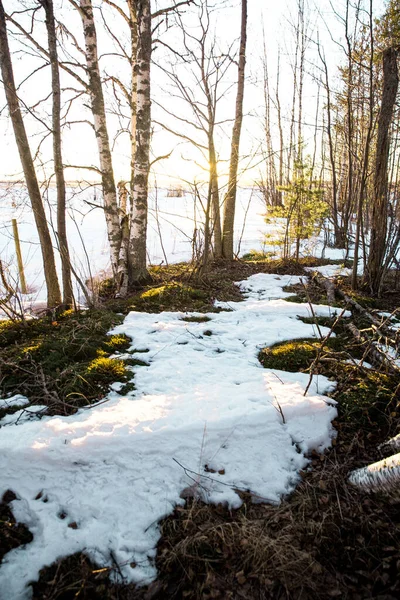 Una Hermosa Foto Bosque Cubierto Nieve — Foto de Stock