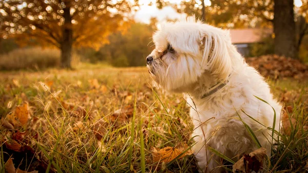 공원에 귀여운 강아지 — 스톡 사진