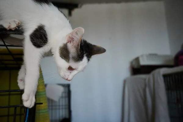 Ein Foto Von Katze Die Nach Unten Springt — Stockfoto