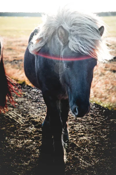 Tiro Vertical Cavalo Islandês Campo Islândia — Fotografia de Stock