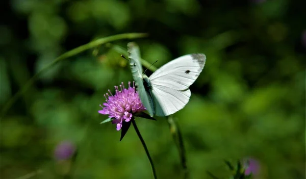 Plan Peu Profond Papillon Blanc Chou Volant Vers Une Fleur — Photo