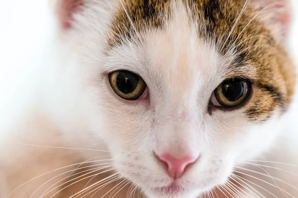 Close Shot Face Calico Cat — Stock Photo, Image