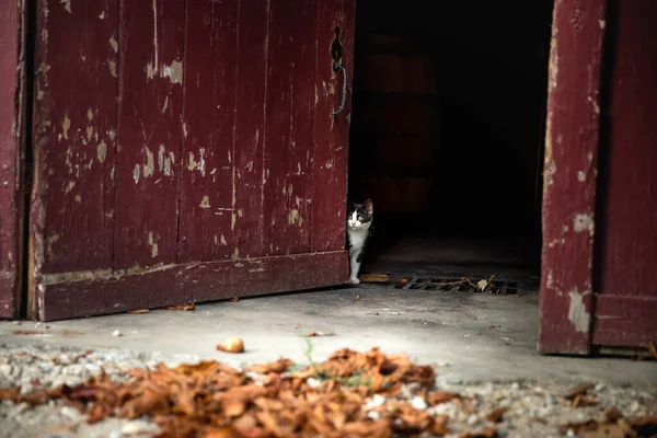 Selective Focus Shot Black White Kitten Looking Out Red Wooden — Stock Photo, Image