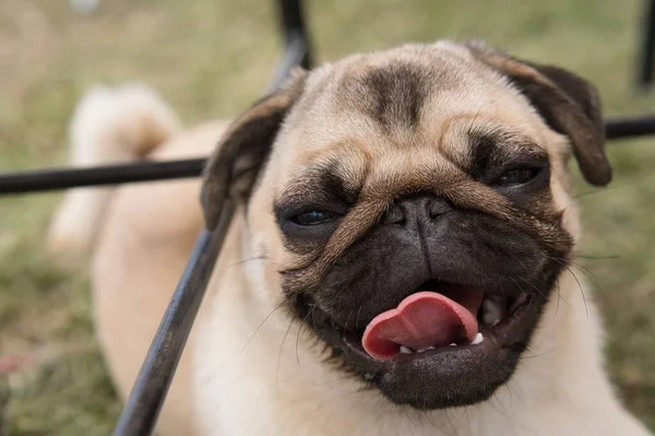 Zbliżenie Portret Rasy Pug Dog Wystawia Swój Język Rozmazanym Tle — Zdjęcie stockowe