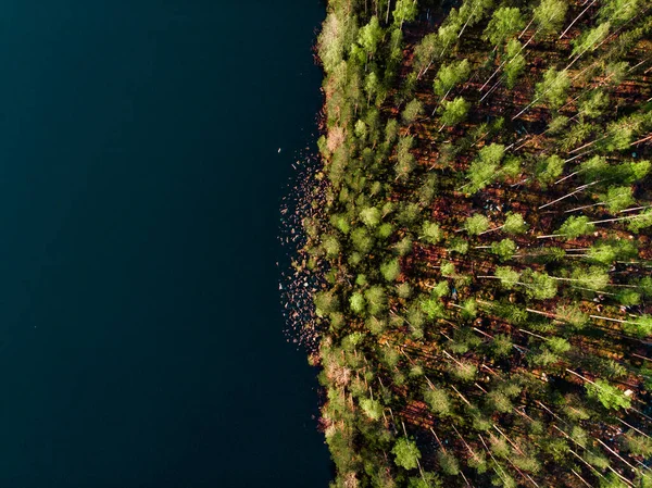 Vzdušný Pohled Les Zelených Listnatých Stromů Břehu Jezera Jasném Slunečním — Stock fotografie