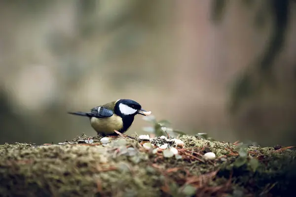 Close Shot Great Tit Isolated Blurred Background — Φωτογραφία Αρχείου