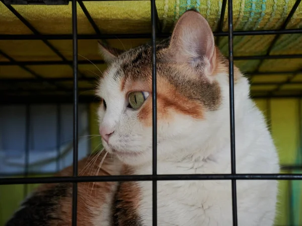 Tiro Gato Calico Abreviado Bonito Dentro Gaiola Abrigo Gatos Luz — Fotografia de Stock