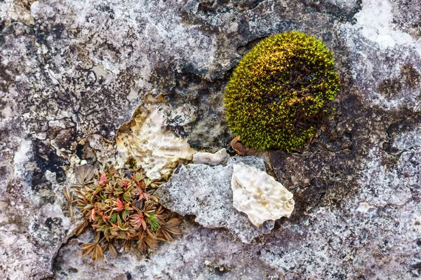 Close Musgo Verde Formações Rochosas — Fotografia de Stock