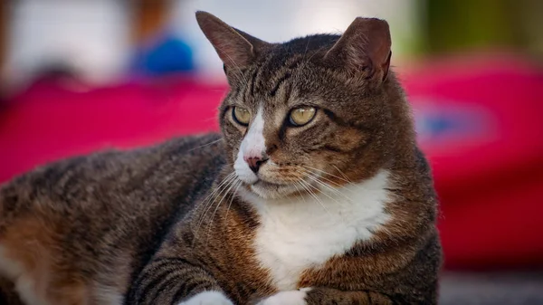 Bulanık Arka Planda Uzanmış Bir Kedinin Yakın Plan Çekimi — Stok fotoğraf