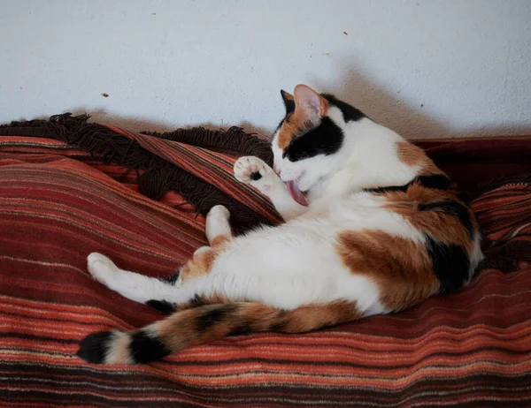 Närbild Skott Tricolor Katt Sover Matta Golvet — Stockfoto
