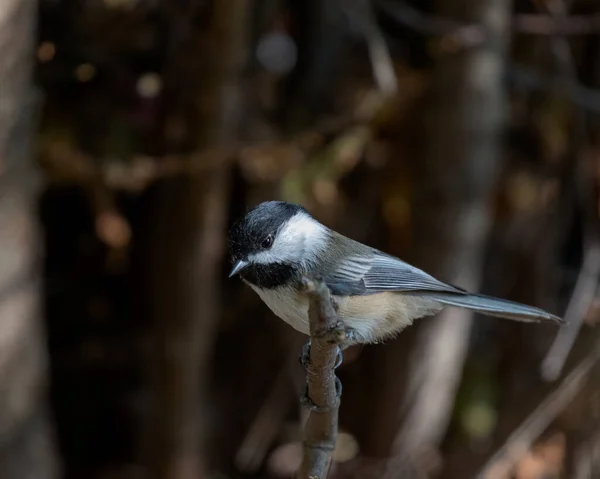 Closeup Shot Brown Headed Tit Perching Tree Branch Blurred Background —  Fotos de Stock