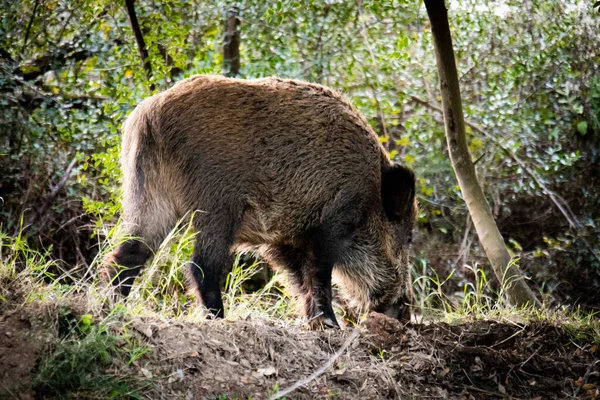 Sebuah Penggembalaan Babi Hutan Lapangan — Stok Foto