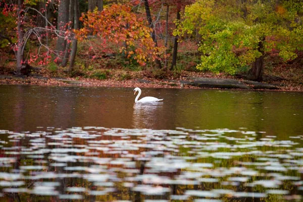 Una Bella Vista Cigno Che Nuota Tranquillamente Nel Fiume — Foto Stock