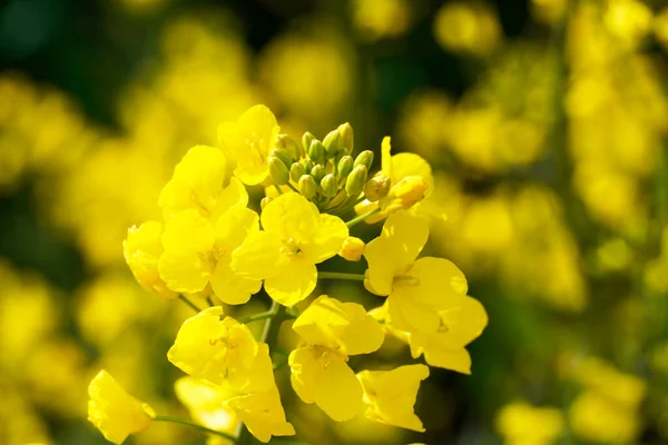 Primer Plano Enfoque Superficial Flores Flor Violación Amarilla — Foto de Stock