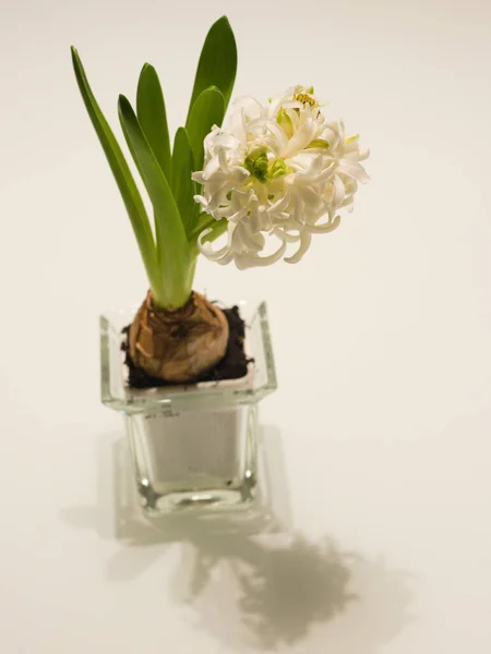 Vertical Closeup White Hyacinthus Orientalis Common Hyacinth Glass Vase — Stock Photo, Image